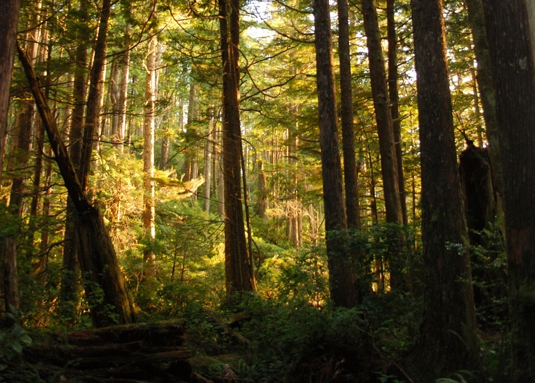 Old growth forest